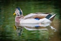 Male Mallard Duck drake with green streak on head Royalty Free Stock Photo