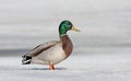 A Male mallard duck drake isolated on a white background walking on ice along the Ottawa river in Canada Royalty Free Stock Photo