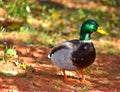 Male Mallard Duck, feeding