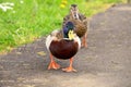 Male Mallard Duck Female and male Ducks Royalty Free Stock Photo