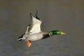 Male Mallard Duck In Flight