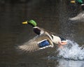 Male Mallard Duck In Flight Royalty Free Stock Photo