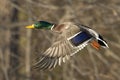 Male Mallard Duck In Flight