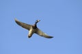 Male mallard duck in flight Royalty Free Stock Photo