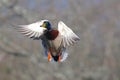 Male Mallard Duck in Flight in Fall Royalty Free Stock Photo