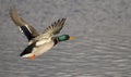 Male Mallard Duck in flight Royalty Free Stock Photo