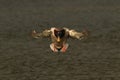 Male Mallard duck in flight landing towards camera Royalty Free Stock Photo