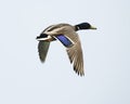 Male Mallard Duck in Flight