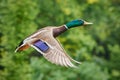 Male Mallard duck flying in nature Royalty Free Stock Photo