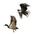 Male Mallard Duck Flying. illustration of american Royalty Free Stock Photo