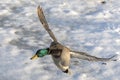 A male mallard duck flying over a frozen pond Royalty Free Stock Photo