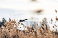 Male mallard duck flying over a pond over reeds