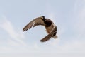 Male of Mallard Duck Flying over pond Royalty Free Stock Photo