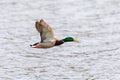 Male of Mallard Duck Flying over pond Royalty Free Stock Photo