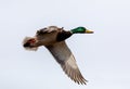 Male of Mallard Duck Flying over pond Royalty Free Stock Photo