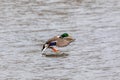 Male of Mallard Duck Flying over pond Royalty Free Stock Photo