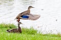 Male mallard duck flying from shore of lake