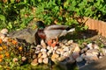 Male mallard duck walking around edge of garden pond. Royalty Free Stock Photo