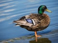 Male mallard duck with glossy green head and blue speculum on the wings standing in the water after a swim in the river Royalty Free Stock Photo