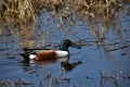 Male Mallard Duck