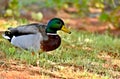 Male Mallard Duck on Lake Hefner in Oklahoma City