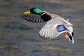 Mallard Duck Landing on the Cool Water Royalty Free Stock Photo