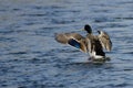 Mallard Duck Landing on the Cool Water Royalty Free Stock Photo