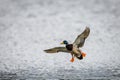 Male mallard duck landing on the surface of a pond, wings outstretched Royalty Free Stock Photo