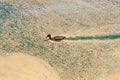 Mallard duck making it`s way trough yellow pollen on the surface of lake water. Royalty Free Stock Photo