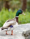 Male mallard duck