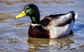 Male Mallard Duck at Medi Park, Amarillo Texas