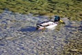 Male Mallard duck moving through a crystal clear lake with rocks on the bottom. Royalty Free Stock Photo