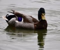 Male Mallard Duck on North Pond Royalty Free Stock Photo