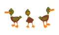 Male Mallard Duck with Orange Bill in Standing Pose Vector Set