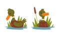 Male Mallard Duck with Orange Bill Swimming on Pond Surface Vector Set