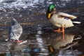 Male mallard duck and pigeon