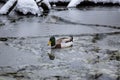 Male mallard duck playing, floating and squawking on winter ice frozen city park pond Royalty Free Stock Photo