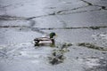 Male mallard duck playing, floating and squawking on winter ice frozen city park pond Royalty Free Stock Photo