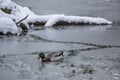 Male mallard duck playing, floating and squawking on winter ice frozen city park pond. Royalty Free Stock Photo