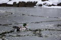 Male mallard duck playing, floating and squawking on winter ice frozen city park pond Royalty Free Stock Photo