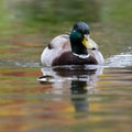 Male mallard duck in a pond Royalty Free Stock Photo