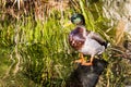 Male Mallard Duck in Pond With Reeds Royalty Free Stock Photo