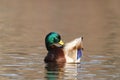 Male Mallard Duck Preening on Gold Water Royalty Free Stock Photo