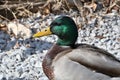 Male Mallard Duck Profile Portrait Royalty Free Stock Photo