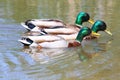 Male Mallard Duck Race with copy space Royalty Free Stock Photo