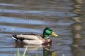 Mallard duck in Rochester