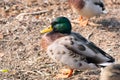 Male mallard duck at the shore of lake Loch Tay in Kenmore