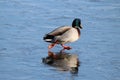 Male Mallard Duck on Skating on the Ice Royalty Free Stock Photo