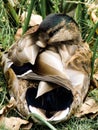 Male mallard, duck sleeping Royalty Free Stock Photo