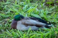 Male Mallard Duck Sleeping in Green Leaves Royalty Free Stock Photo